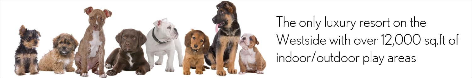 Dog Daycare services los angeles