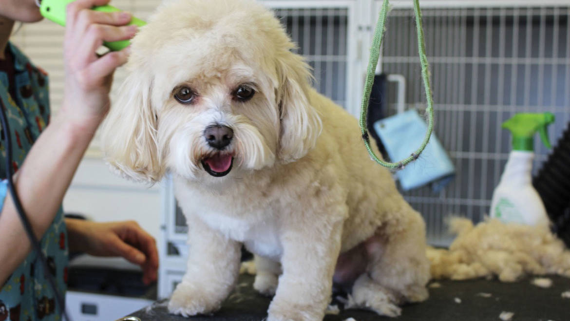 The Best Way To Prepare Your Dog For Grooming