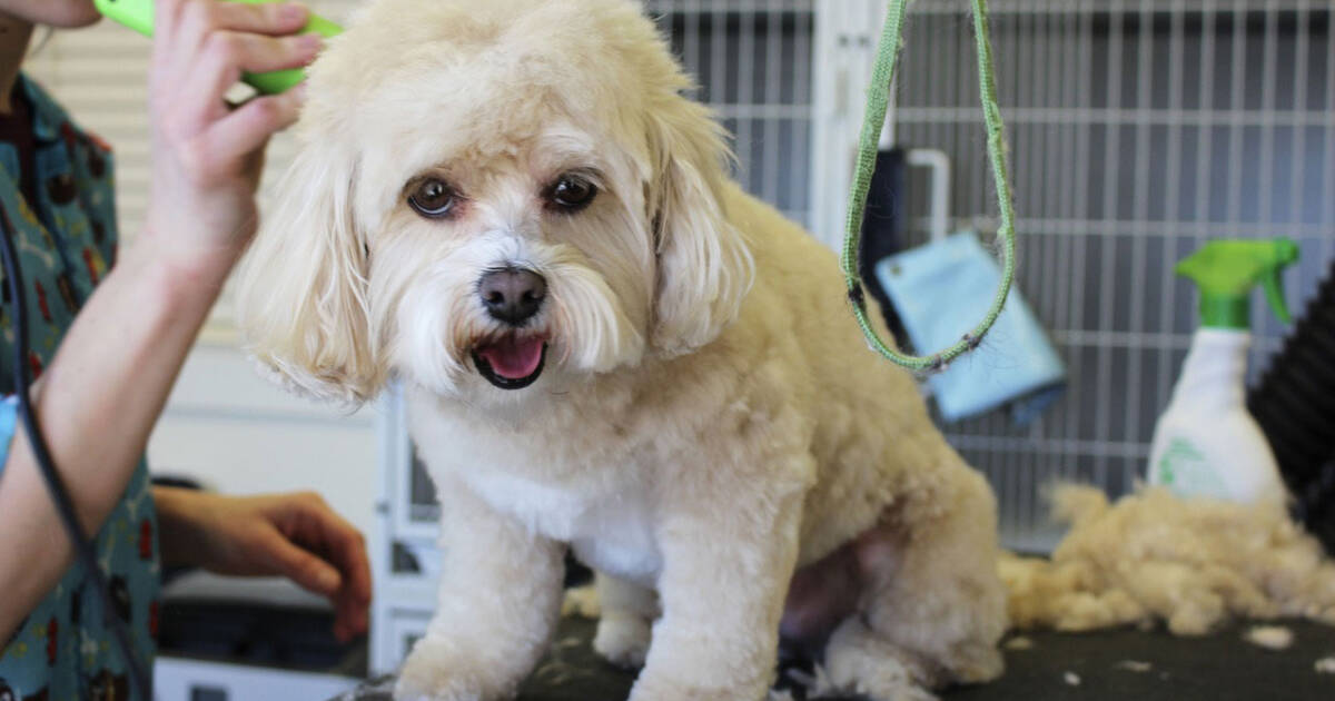 The Best Way To Prepare Your Dog For Grooming Dog Daycare in Los Angeles