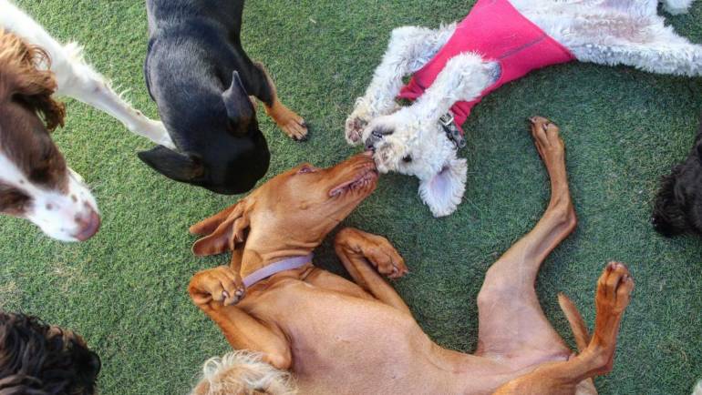 Classic Page 3 of 15 Dog Daycare in Los Angeles