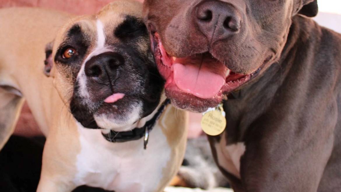10 Benefits why you should send your doggie to dog daycare