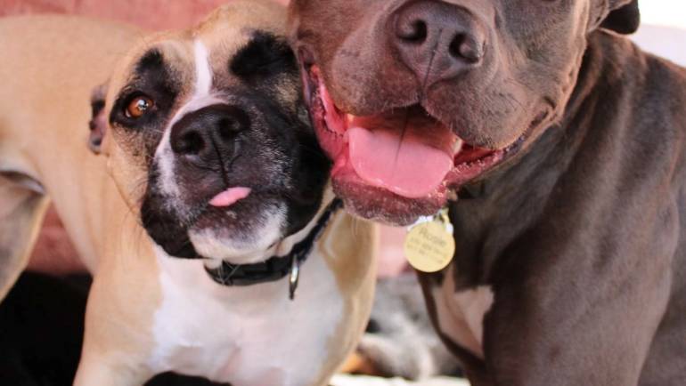 10 Benefits why you should send your doggie to dog daycare