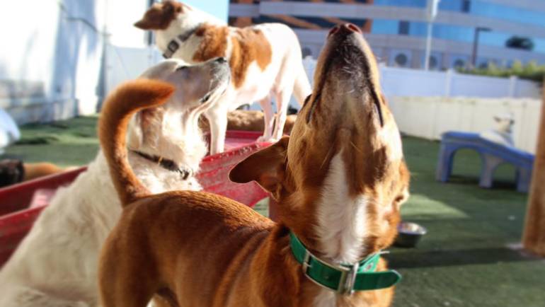 Why has dog daycare become so popular?