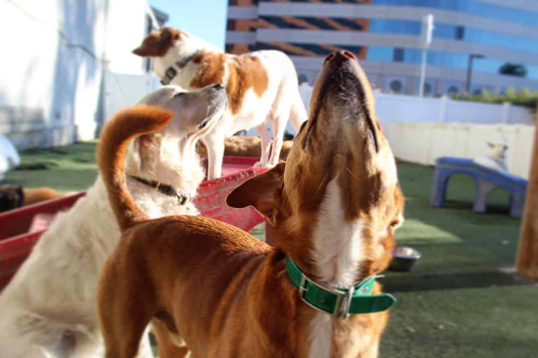 Is doggie daycare good for dogs