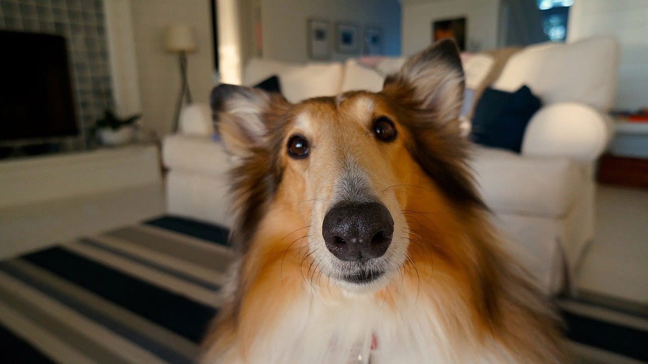 A Complete Guide To Dog Daycare For 2021 Dog Daycare In Los Angeles