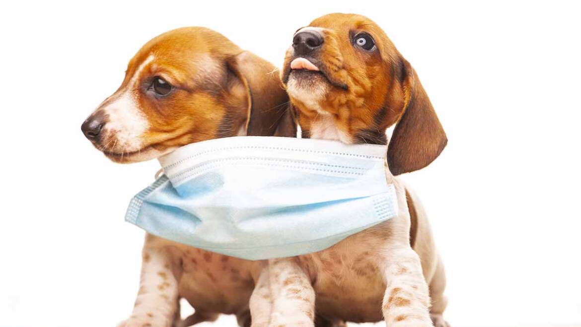 How to Raise a Puppy During COVID Quarantine
