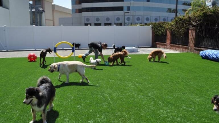 Is Doggy Daycare Good for Dogs?