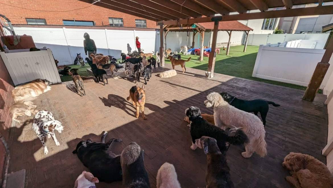 10 Signs Your Dog Loves Their Daycare: Insights from Pet Experts
