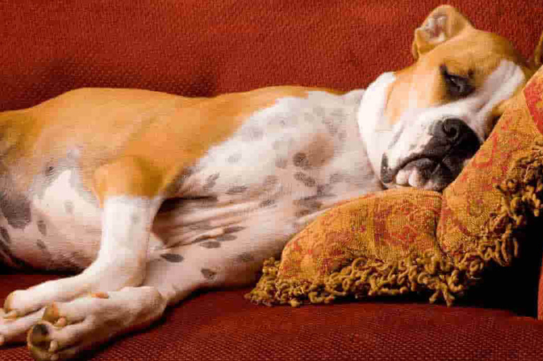 Dog Boarding Los Angeles