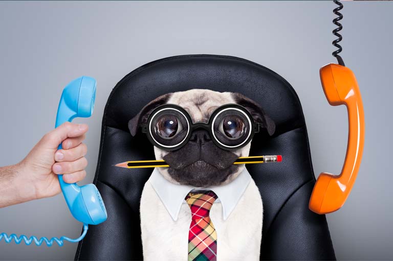 Dog Concierge Services in Los Angeles