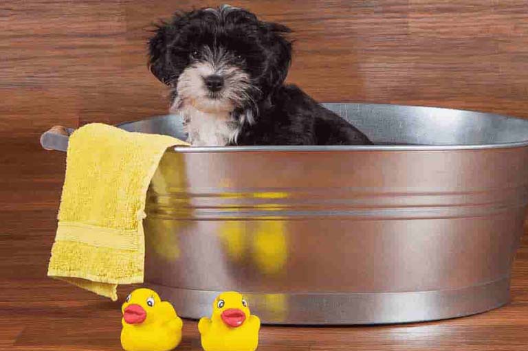 Dog Grooming Los Angeles