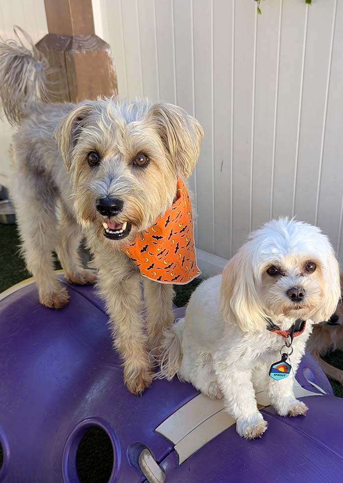 Qualified and Passionate Team at The Wags Club