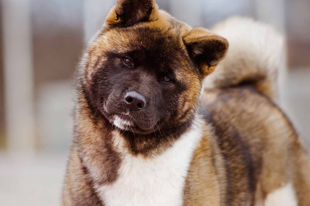 Akita dog with a curious expression. large dog daycare
