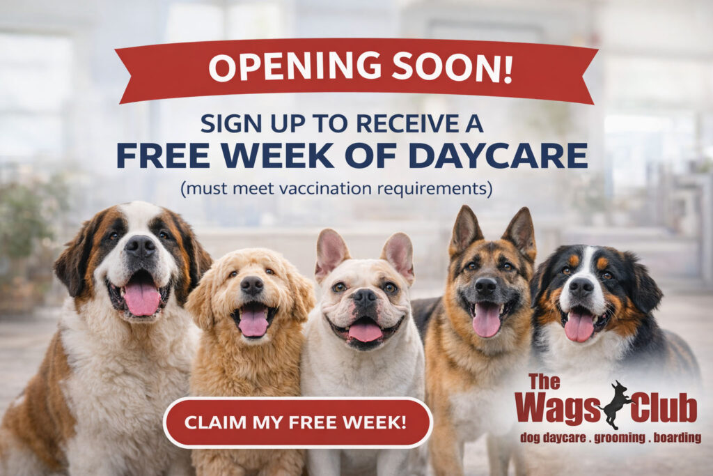 Free Dog Daycare Dallas Texas