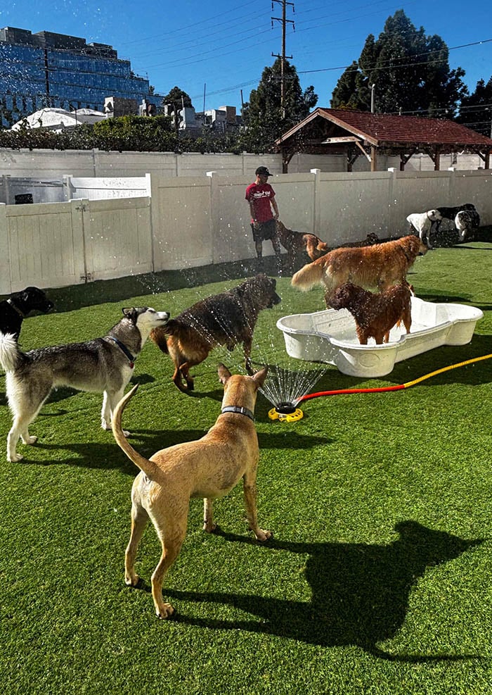 Unparalleled Dog Safety and Sanitation at The Wags Club