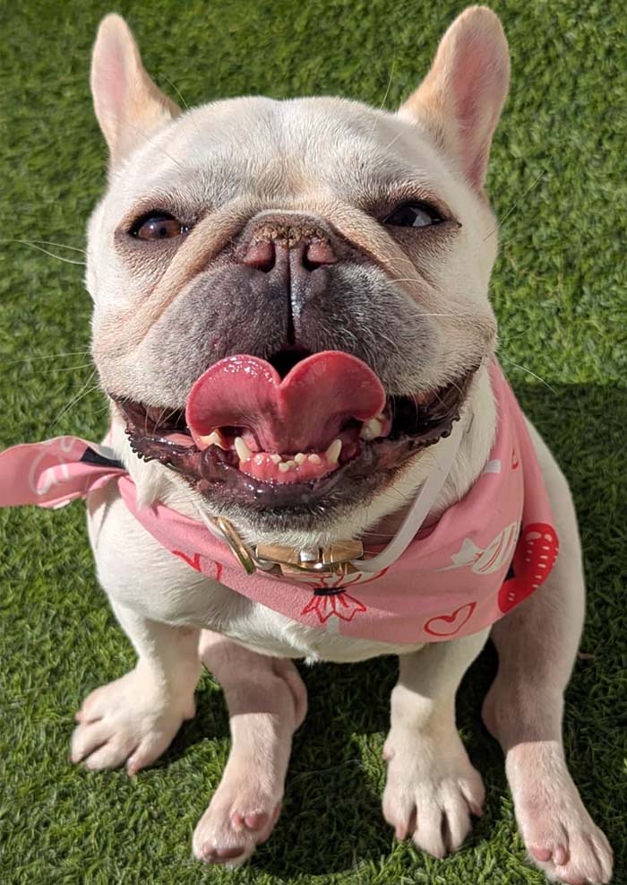 Happy Dog at the Wags Club