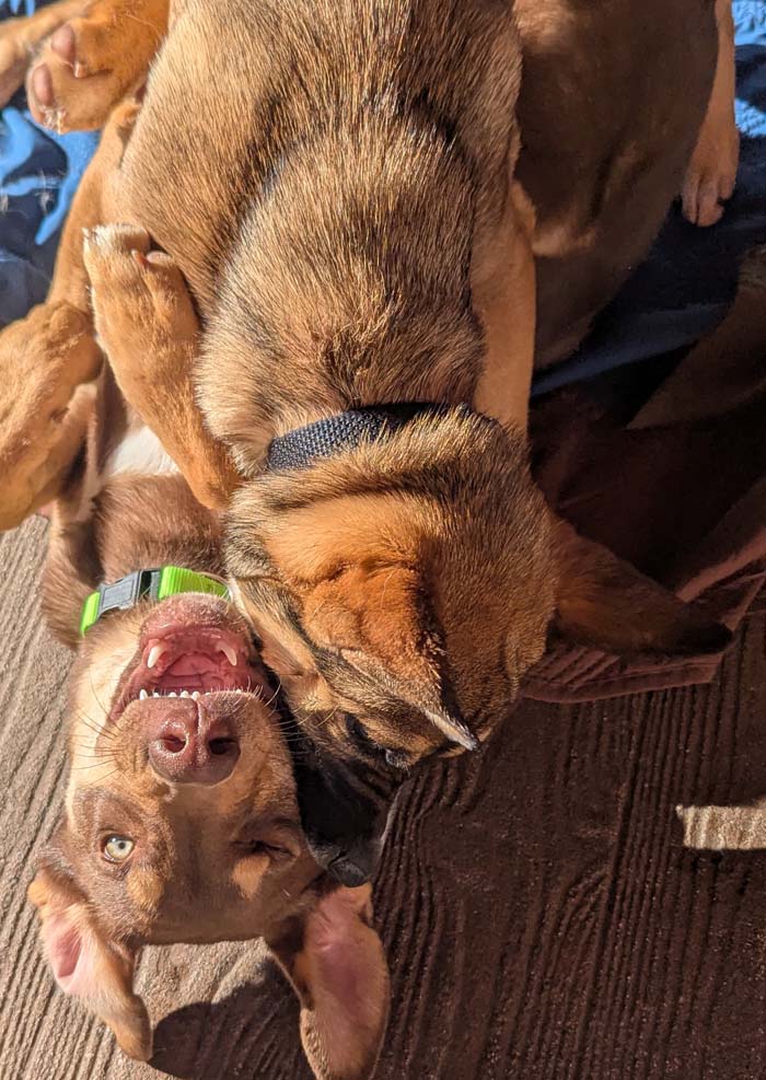 Dogs playing at the wags club