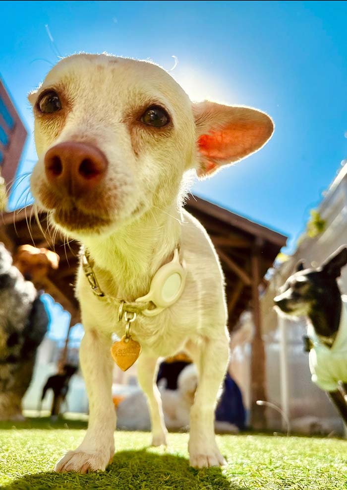 small dogs at the wags club