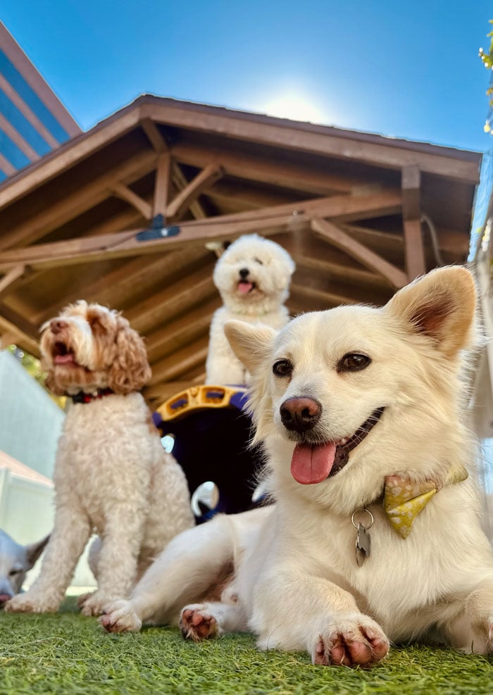 Luxury Resort Experience at The Wags Club