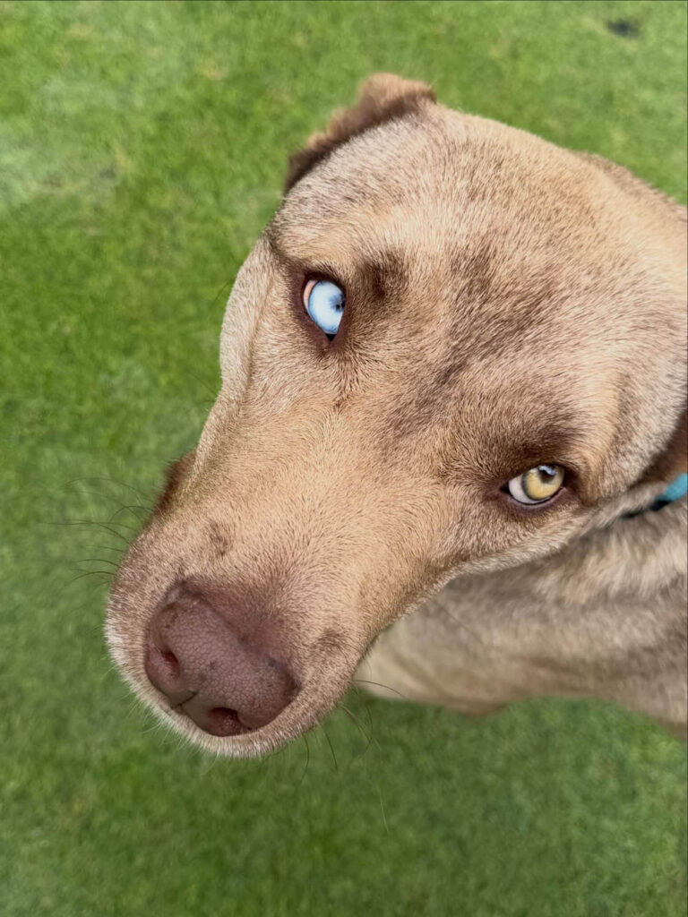 Dog looking up at the Wags Club