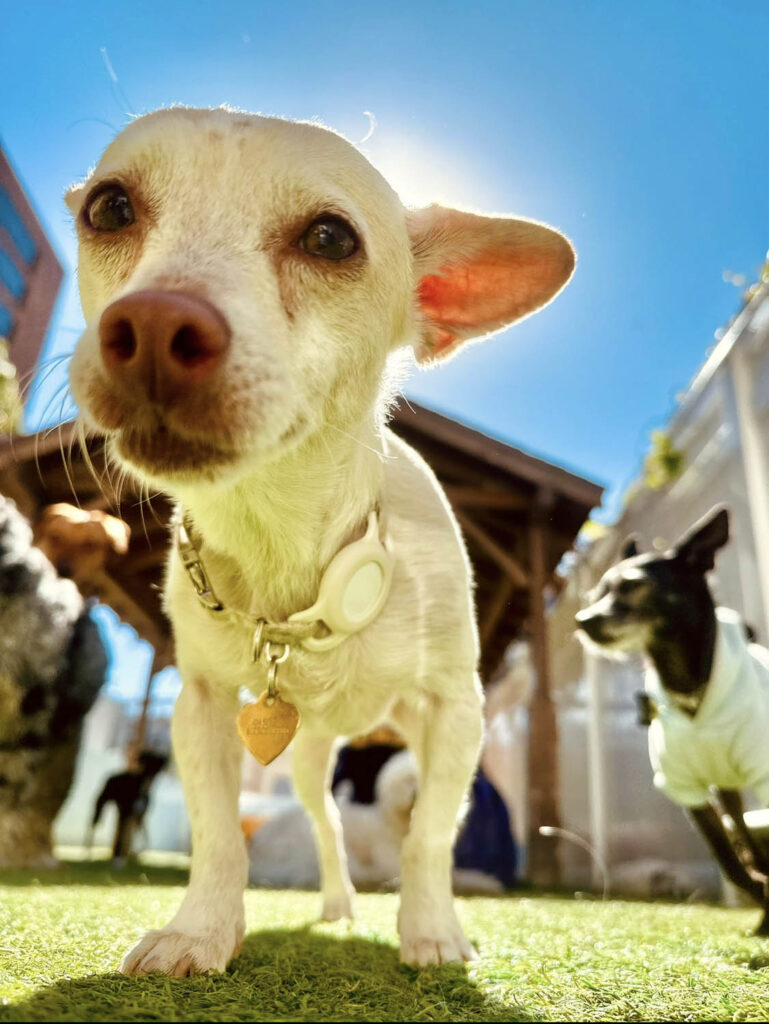 Super Cute Dog at the Wags Club Facility