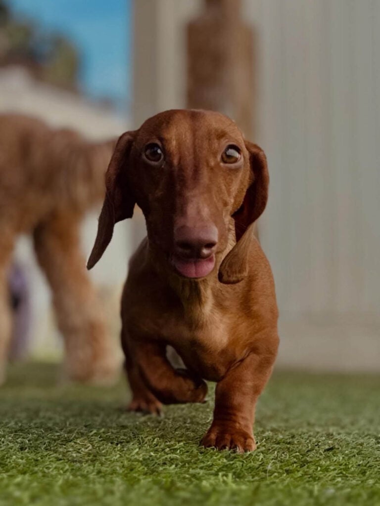 very cute dog at the Wags Club