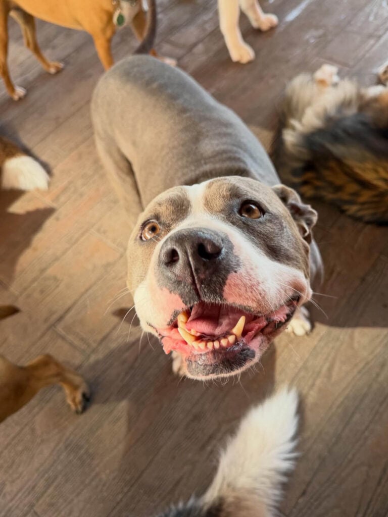 The Wags Club Facility 