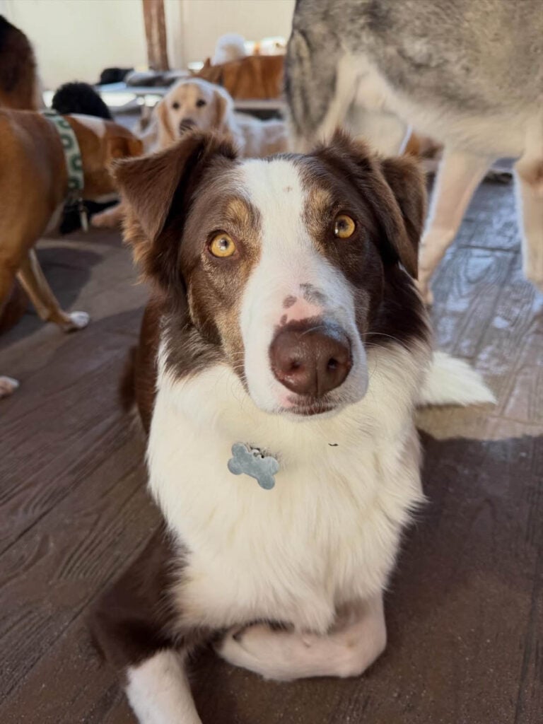 Cuet Dog relaxing at The Wags Club