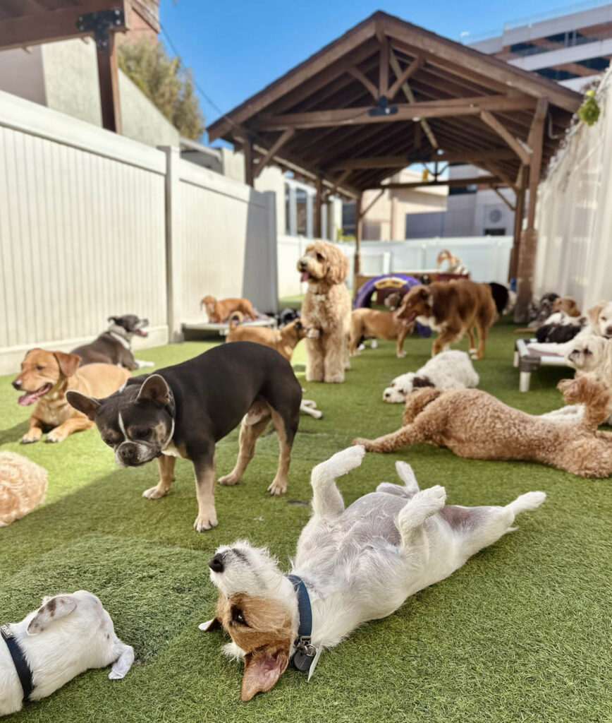 Dogs relaxing at The Wags Club