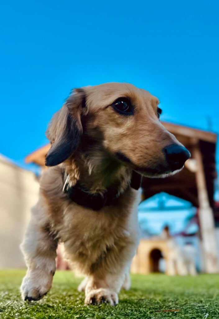 Dog at The Wag Club Facility 