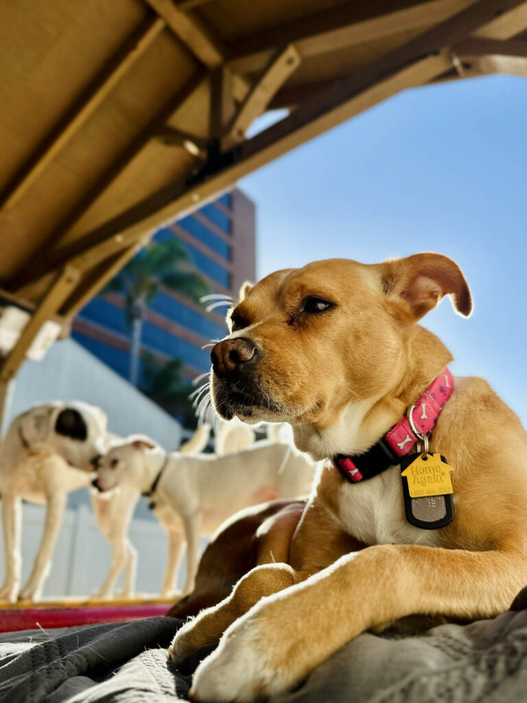 Dog playing at The Wags Club Facility