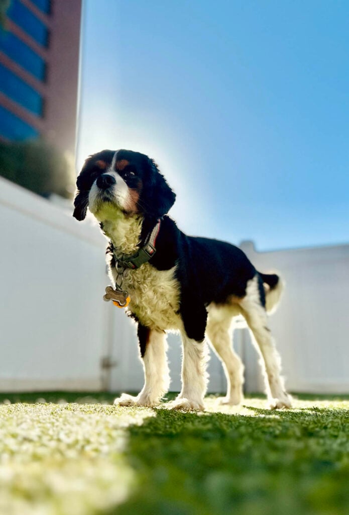 Dog playing at The Wags Club Facility