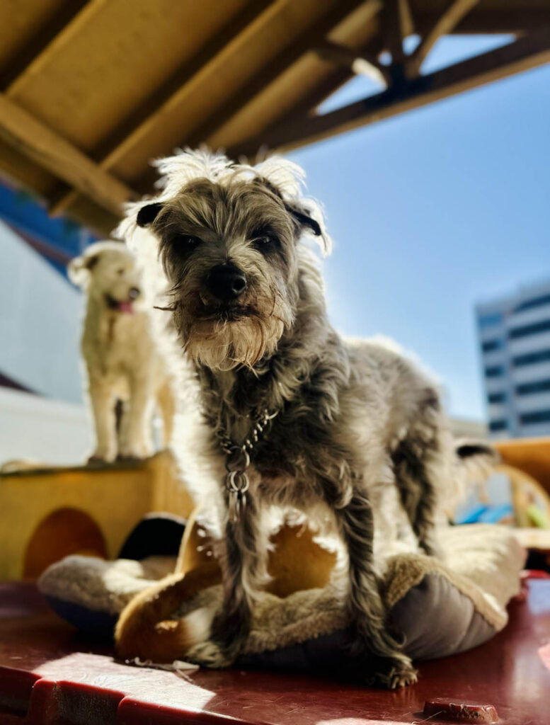 Dog playing at The Wags Club Facility
