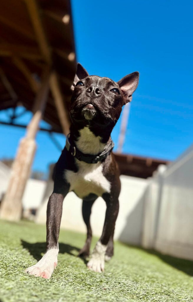 Dog playing at The Wags Club Facility