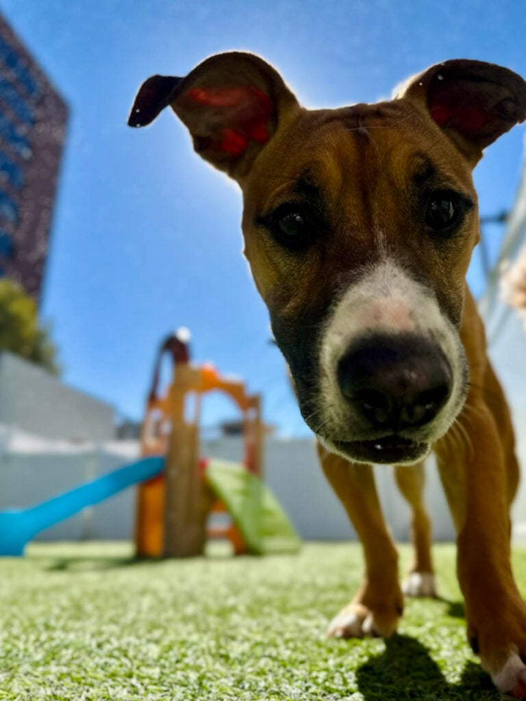 Dog playing at The Wags Club Facility