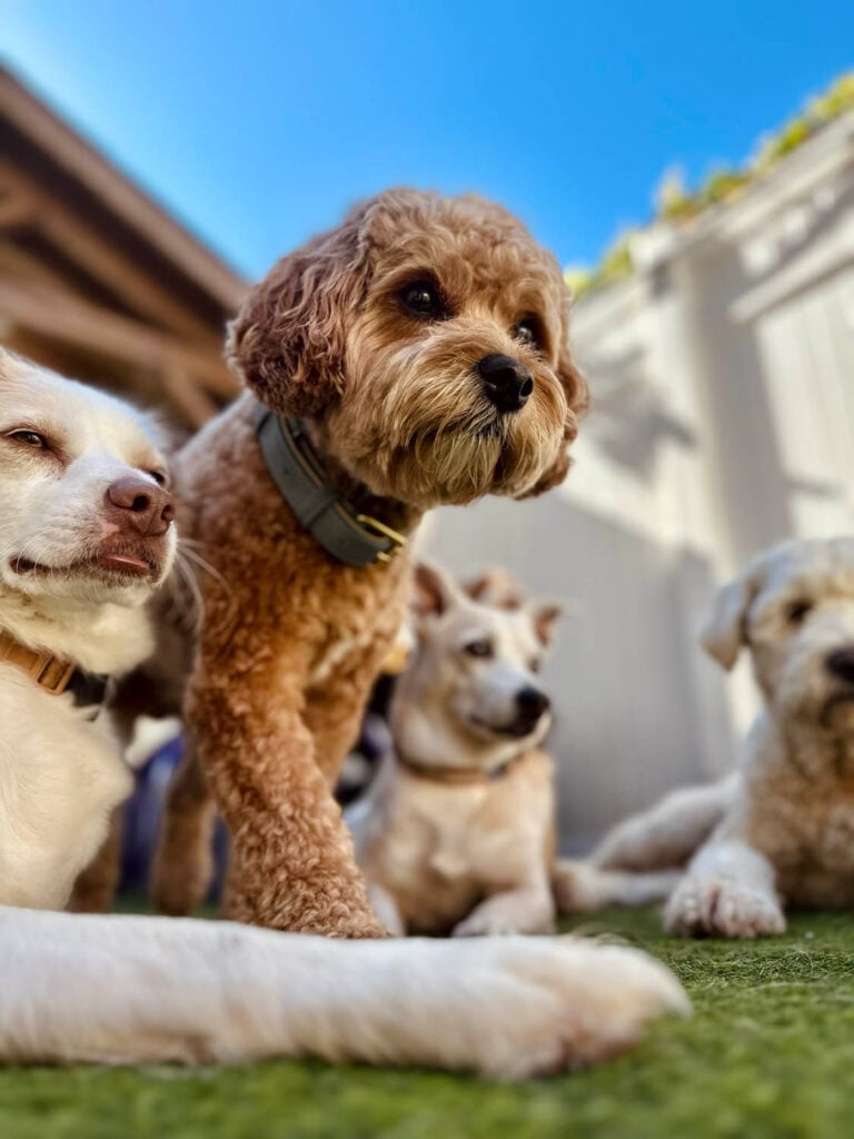 The Wags Club Facility Picture