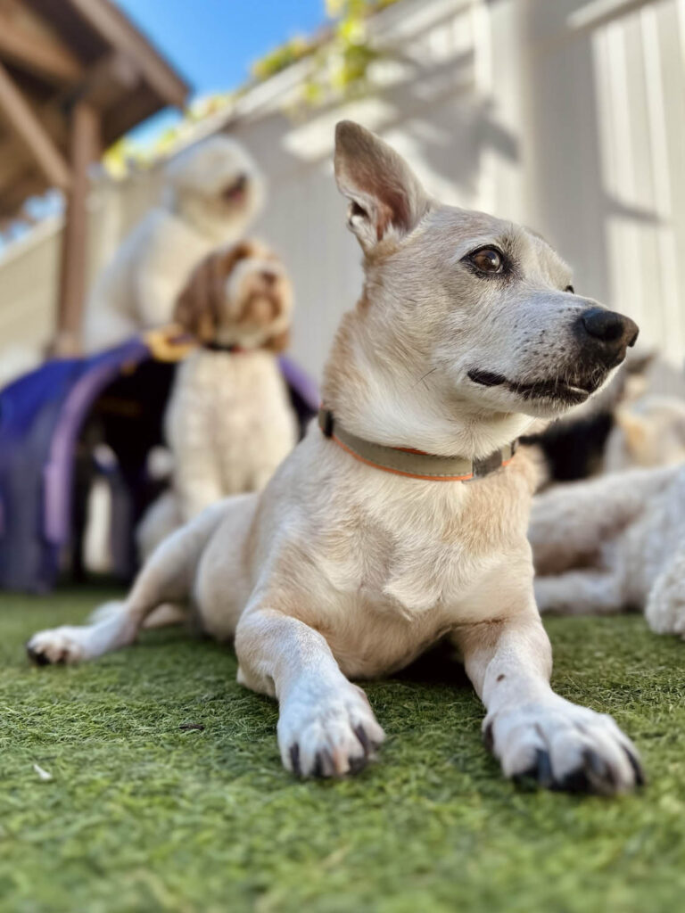 Happy Dog at The Wags Club Facility 