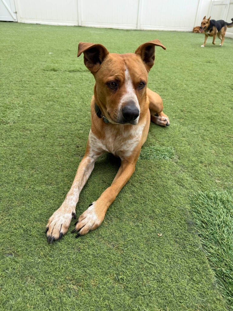 The Wags Club Facility Picture