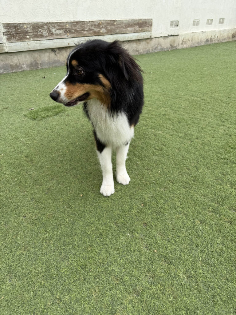 The Wags Club Facility Picture