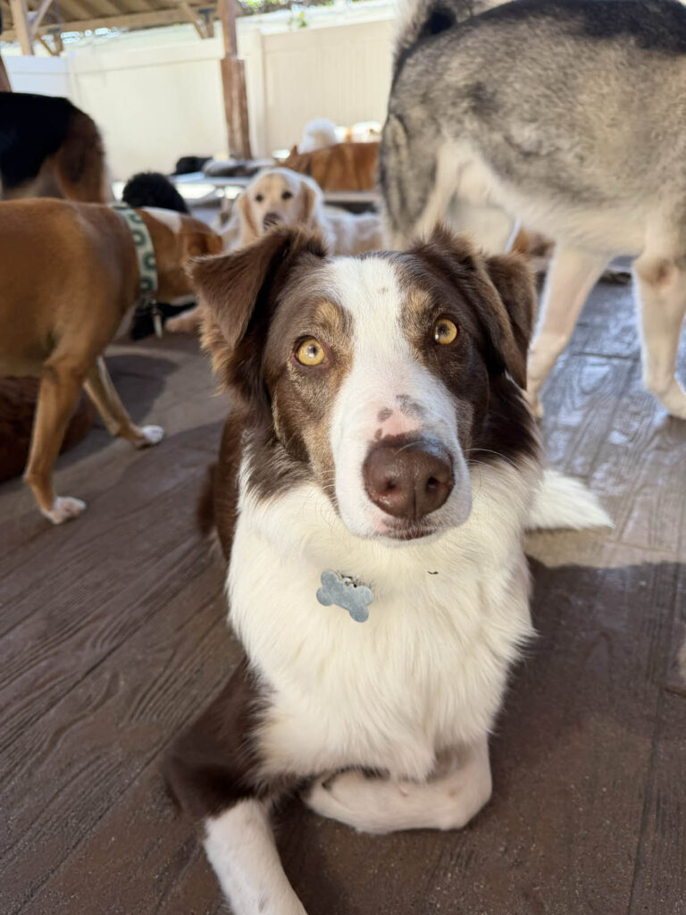 Dog relaxing at The Wags Club