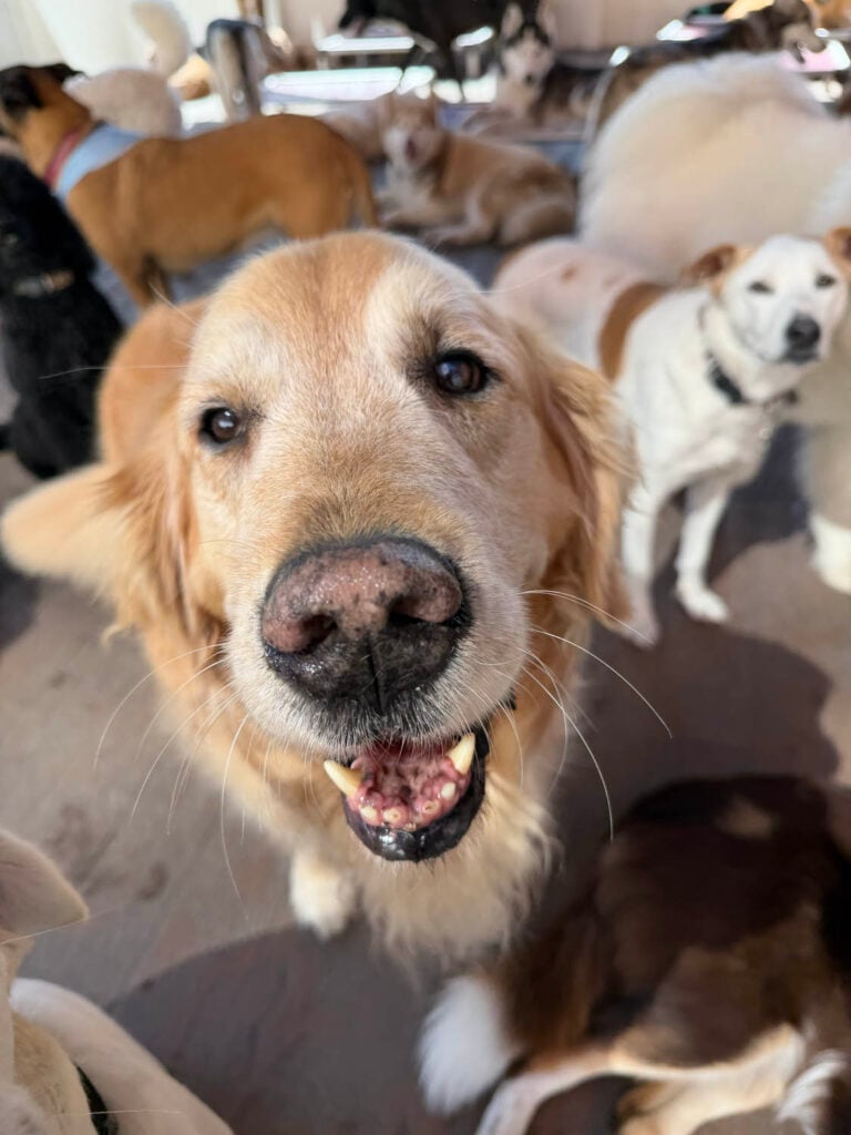 Labrador at The Wags Club Facility