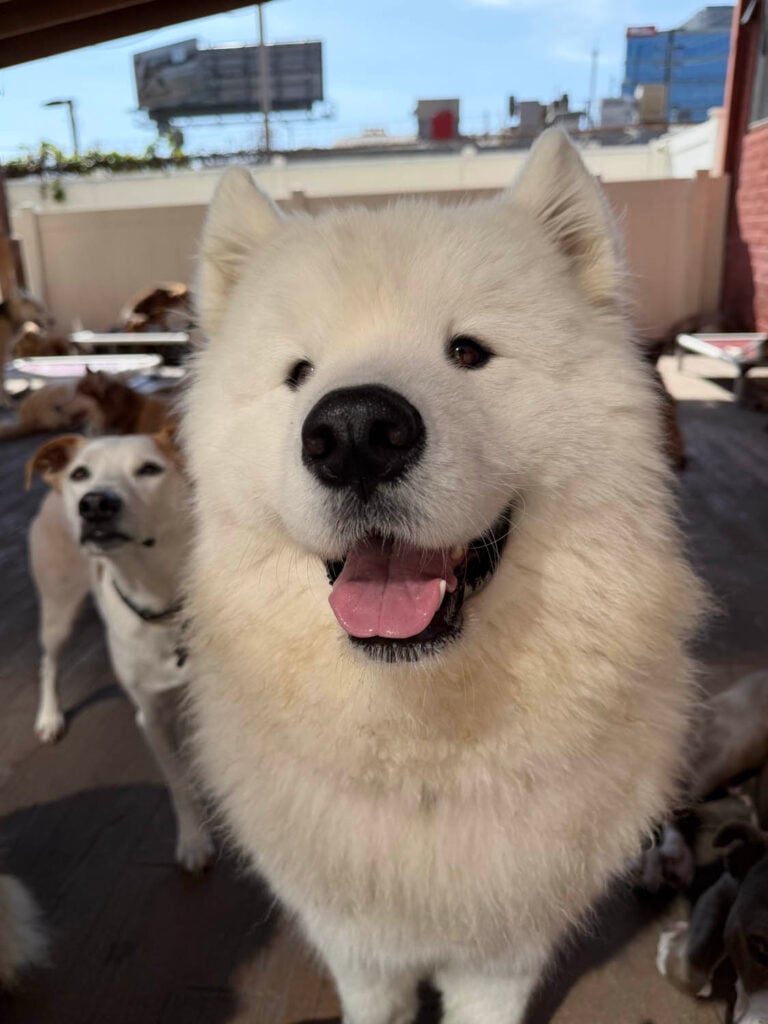 Happy Dog at The Wags Club