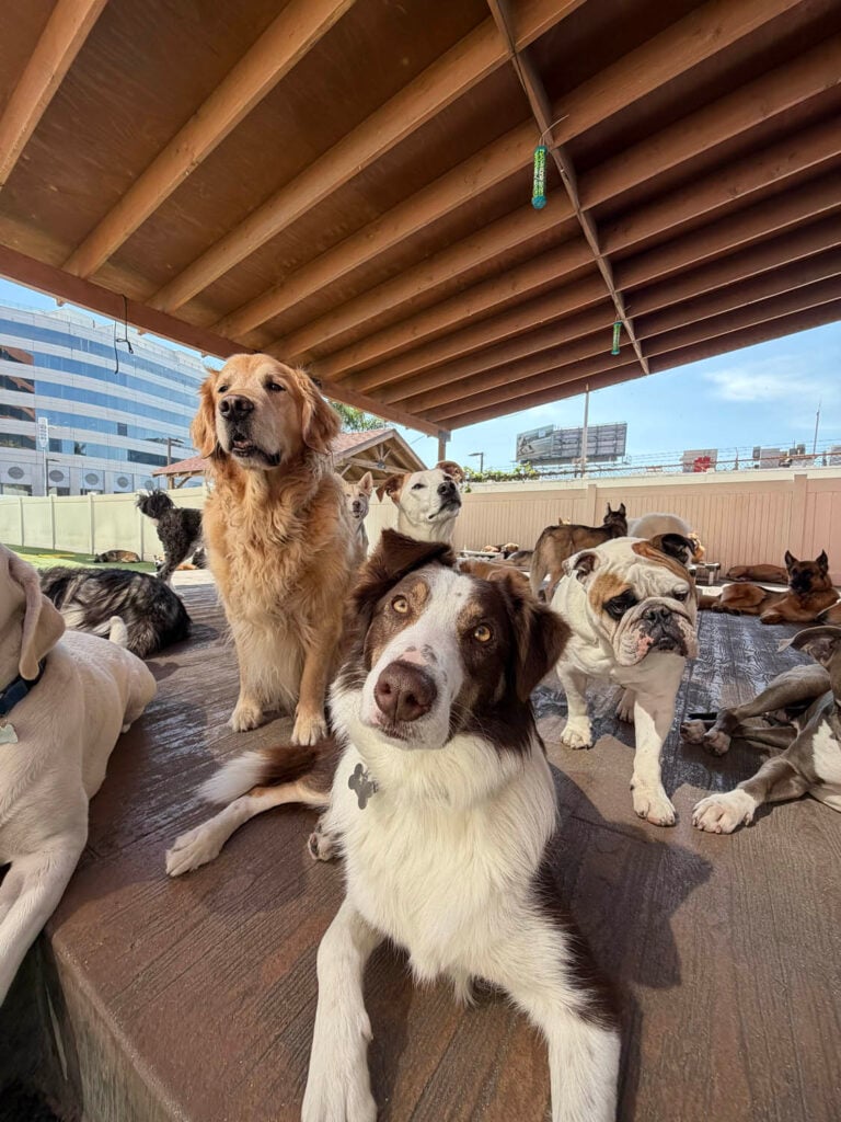 Dogs relaxing at the Facility