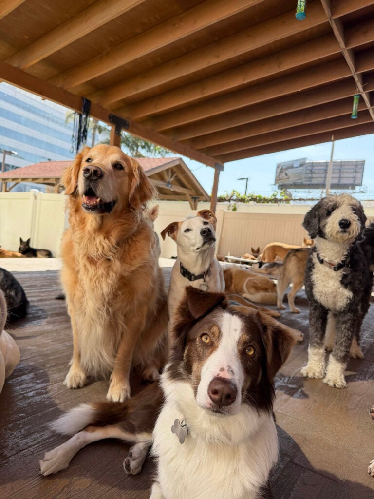 The Wags Club Facility