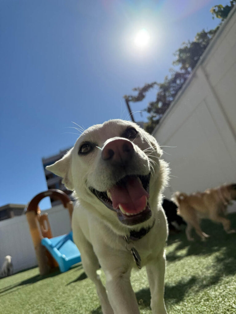 The Wags Club Facility