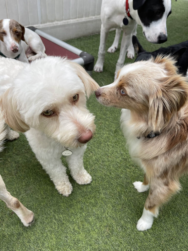 dogs socialization at The Wags Club Facility 