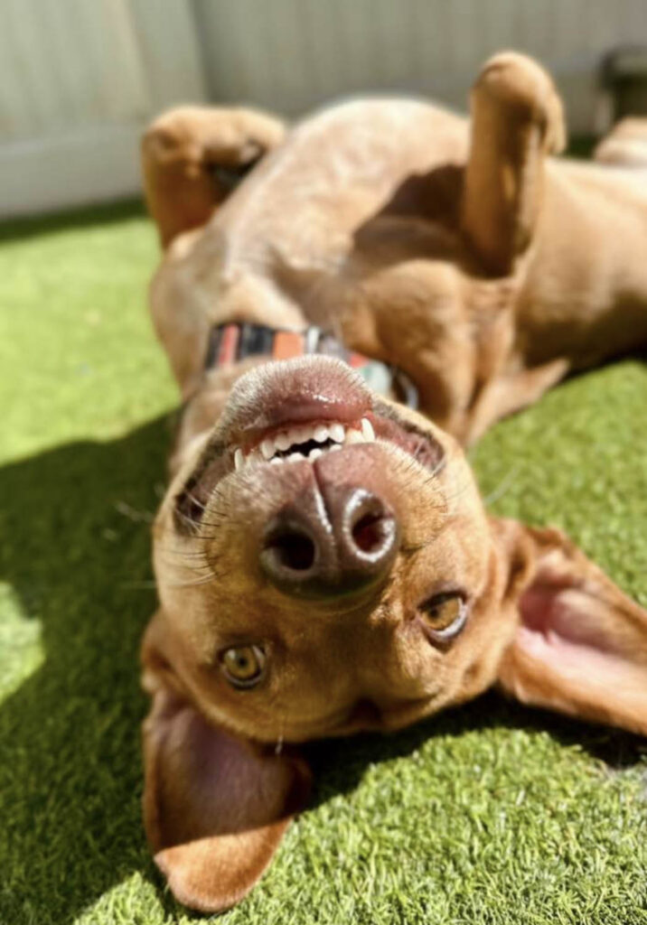 playful dog at The Wags Club Facility 