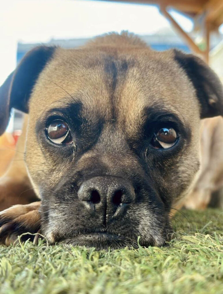 Dog relaxing at The Wags Club Facility 
