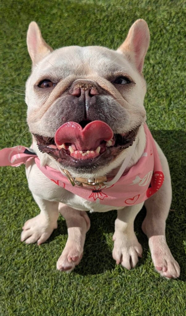 Happy Dog at The Wags Club Facility 