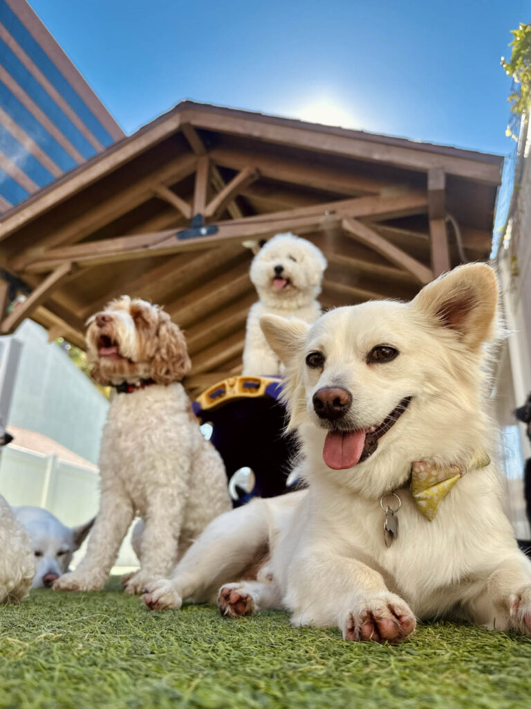 Happy Dogs at The Wags Club Facility 